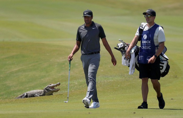 Lạ lùng lãnh địa cá sấu ngay trong sân golf tổ chức PGA Tour: Các tay chơi luôn phải nơm nớp đề phòng - Ảnh 2.