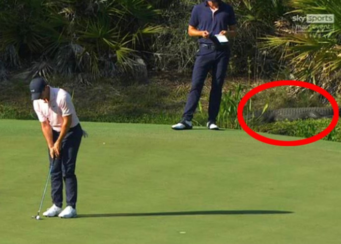 Khoảnh khắc lo lắng: Mải thi đấu, golfer tiến quá sát con cá sấu đang ẩn mình dưới mương nước - Ảnh 2.