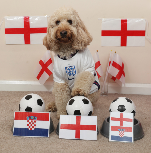 Nàng chó thông minh nhất nước Anh dự đoán chiến thắng cho đội nhà - Ảnh 3.