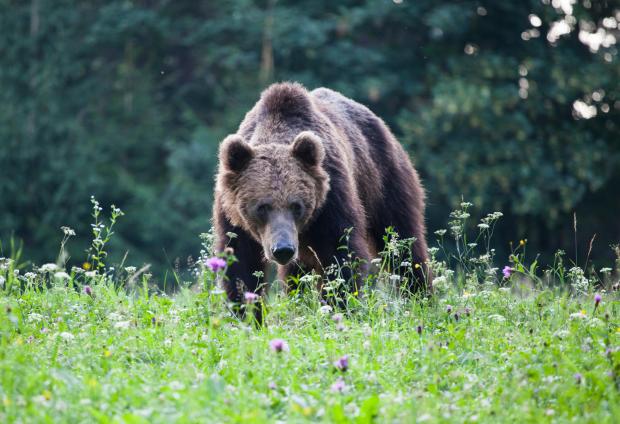 Gấu đen khổng lồ xuất hiện gần địa điểm thi đấu Olympic - Ảnh 1.
