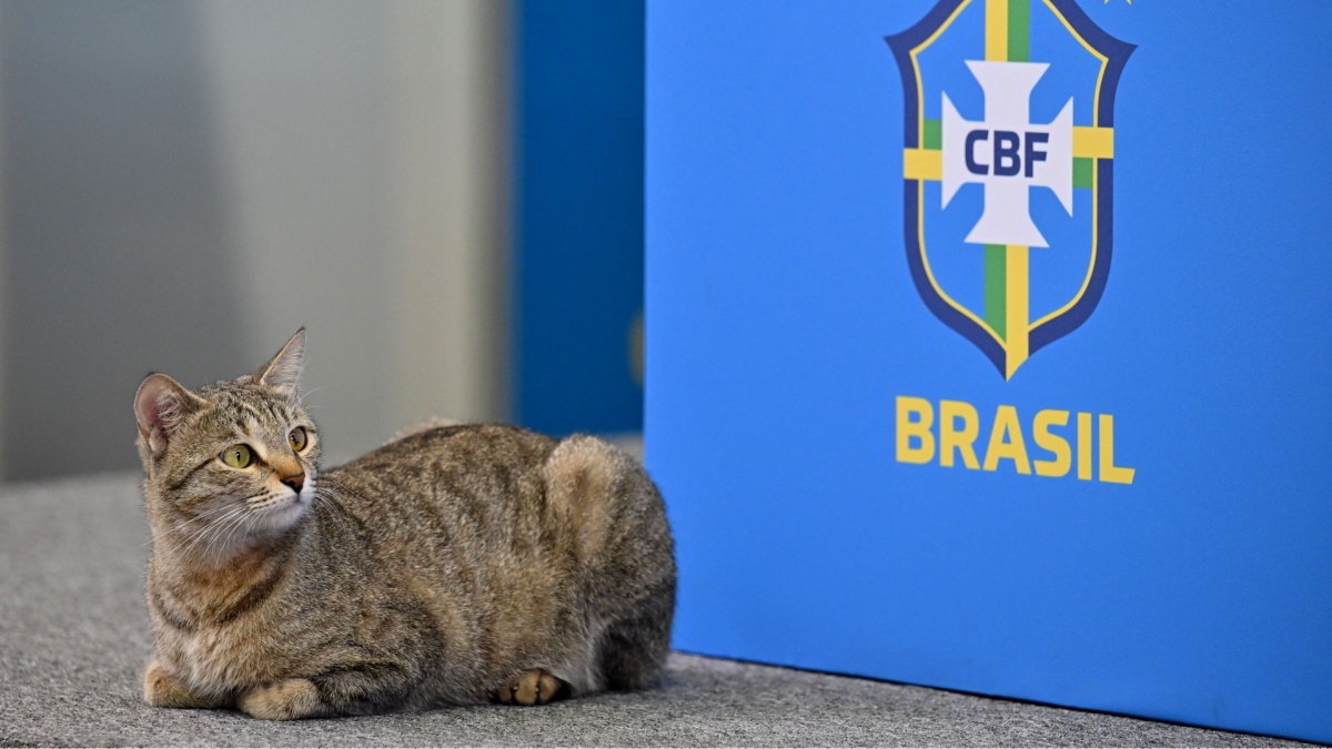 Hy hữu: Mèo “phá đám” buổi họp báo của ĐT Brazil - Ảnh 3.