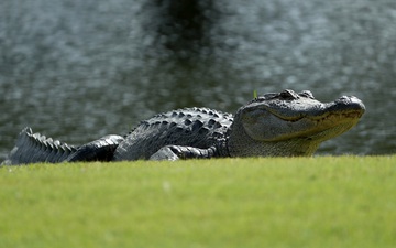 Lạ lùng lãnh địa cá sấu ngay trong sân golf tổ chức PGA Tour: Các tay chơi luôn phải nơm nớp đề phòng