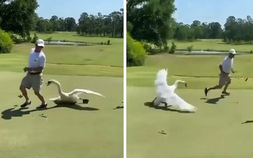 Vừa "chọt" được bóng vào lỗ, golfer chạy trối chết vì bị một loài vật xinh đẹp tấn công